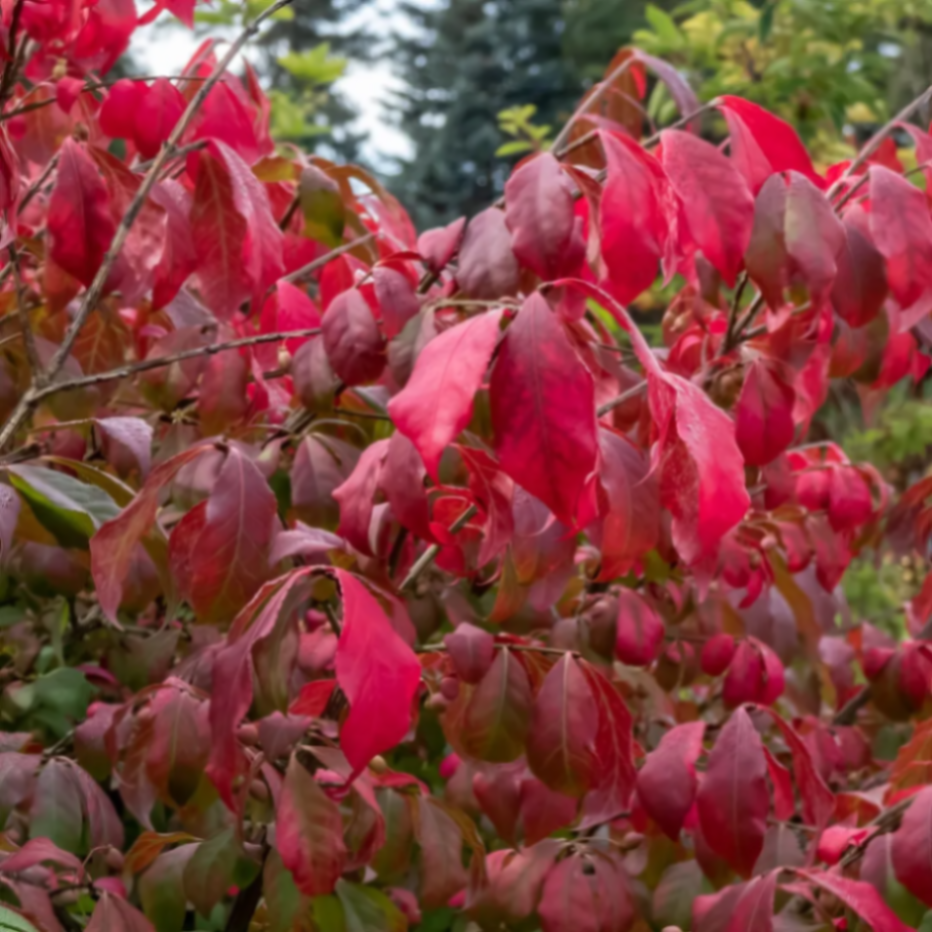 Бересклет крылатый